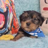 Clifford Yorkshire Terrier 02