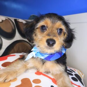 Cocoa Yorkiepoo 01 Cocoa Yorkiepoo 01