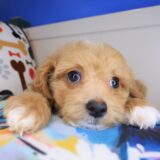 Cohen Maltipoo 01