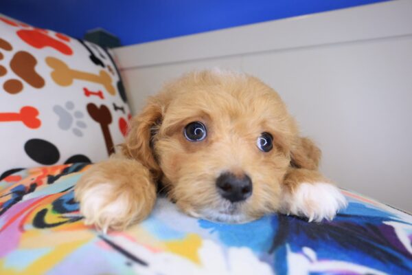 Cohen Maltipoo 01