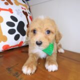 Cohen Maltipoo 02