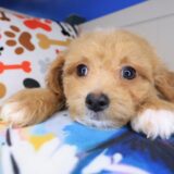 Cohen Maltipoo 03