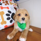 Cohen Maltipoo 04