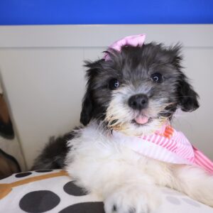 Comity Havanese 01 Comity Havanese 01
