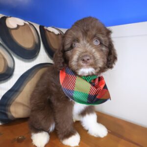 Cooper Aussiedoodle 01 Cooper Aussiedoodle 01