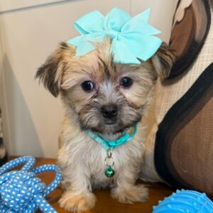 Cressida Morkie 01
