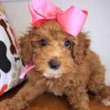Croissant Poodle 01