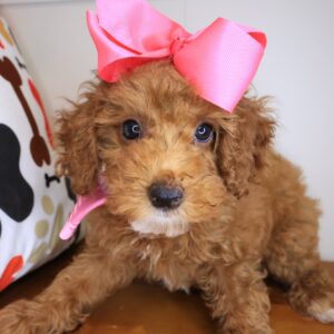 Croissant Poodle 01 Croissant Poodle 01
