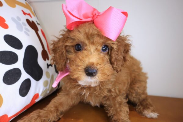 Croissant Poodle 01
