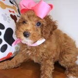 Croissant Poodle 02