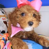 Croissant Poodle 04