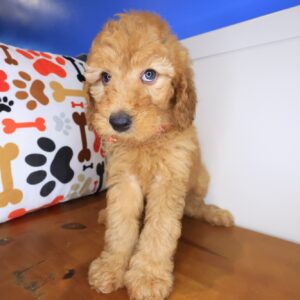 Crystal Goldendoodle 01 https://pettitodallas.com/wp-content/uploads/2026/06/Crystal-Goldendoodle-01-300x300.jpg