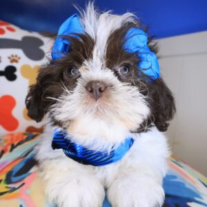 Cucciolo Shih Tzu 01 Cucciolo Shih Tzu 01