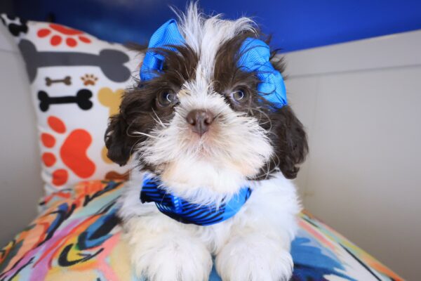 Cucciolo Shih Tzu 01