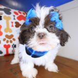 Cucciolo Shih Tzu 02