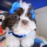Cucciolo Shih Tzu 03