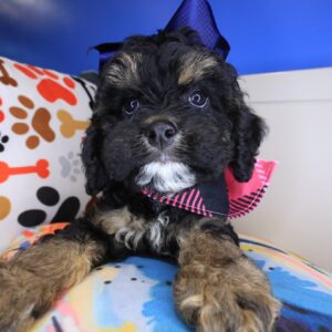 Daffodil Cockapoo 01 Daffodil Cockapoo 01