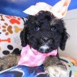 Dahlia Cockapoo 01
