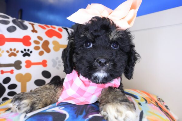 Dahlia Cockapoo 01