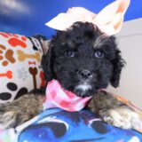 Dahlia Cockapoo 03