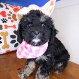 Dahlia Cockapoo 04