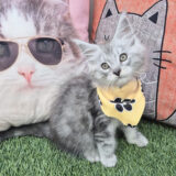 Dandelion Maine Coon 01