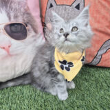 Dandelion Maine Coon 04