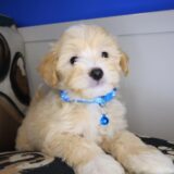 Dante Maltipoo 01