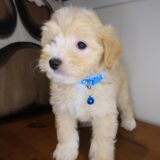 Dante Maltipoo 04