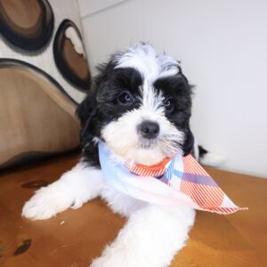 Dawn Shihpoo 01 Dawn Shihpoo 01