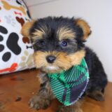 Dean Yorkshire Terrier 02