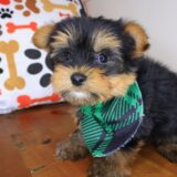 Dean Yorkshire Terrier 03