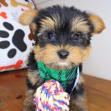 Dean Yorkshire Terrier 04