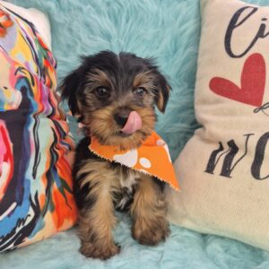 Delilah Yorkshire Terrier 01 Delilah Yorkshire Terrier 01