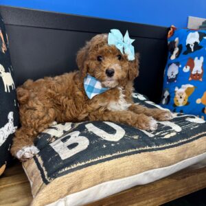 Dimples Poodle 01 Dimples Poodle 01