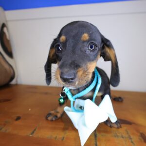 Dookie Dachshund 01 Dookie Dachshund 01