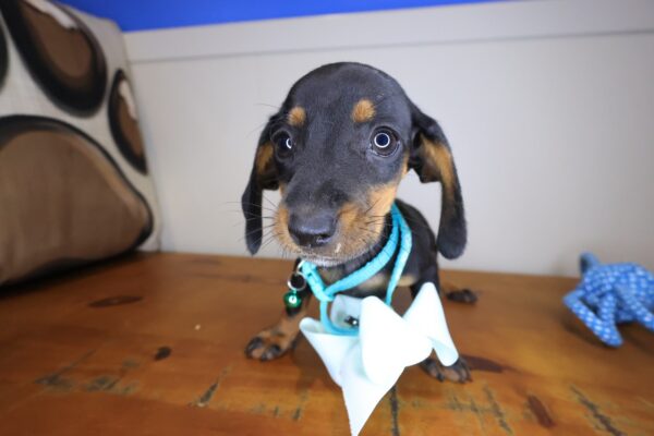 Dookie Dachshund 01