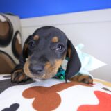 Dookie Dachshund 02