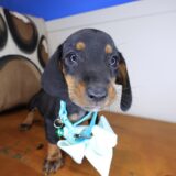 Dookie Dachshund 03