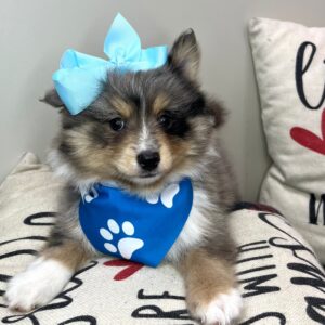 Dookie Pomsky 01 Dookie Pomsky 01
