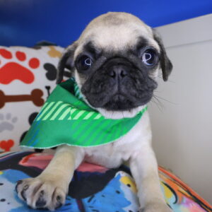 Drago Pug 01 Drago Pug 01