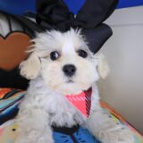 Duchess Shihpoo 01