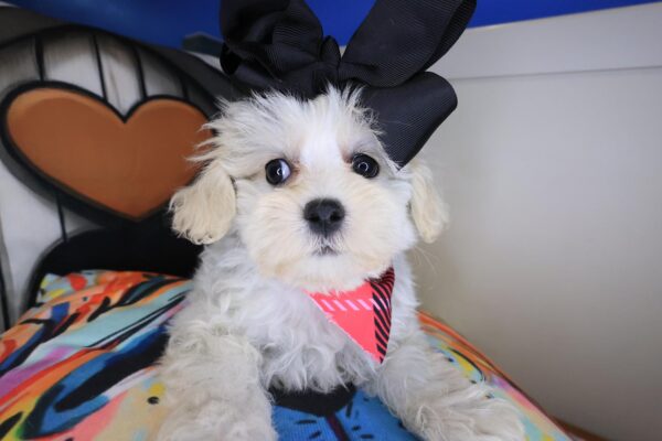 Duchess Shihpoo 01