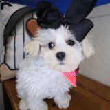 Duchess Shihpoo 02