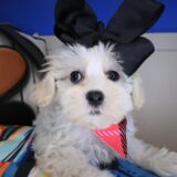 Duchess Shihpoo 03