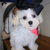 Duchess Shihpoo 04