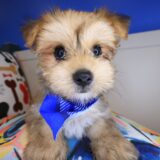 Dude Morkie 01