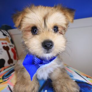Dude Morkie 01 Dude Morkie 01
