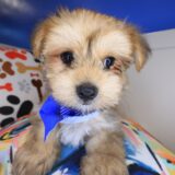 Dude Morkie 03
