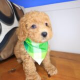 Dudley Poodle 03